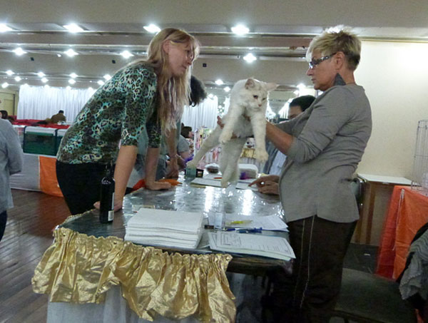 The cattery's cats at the Buenos Aires show, 2012