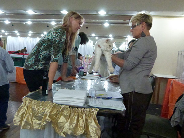 The cattery's cats at the Buenos Aires show, 2012
