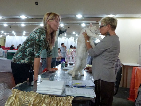The cattery's cats at the Buenos Aires show, 2012