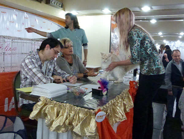 The cattery's cats at the Buenos Aires show, 2012