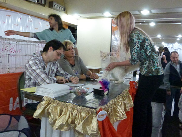 The cattery's cats at the Buenos Aires show, 2012