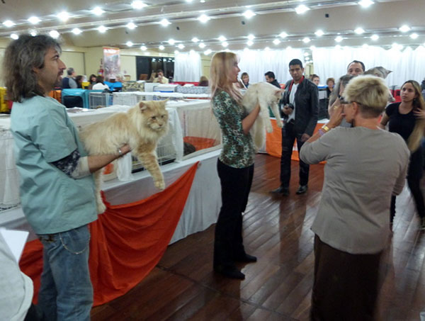 The cattery's cats at the Buenos Aires show, 2012