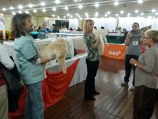 The cattery's cats at the Buenos Aires show, 2012