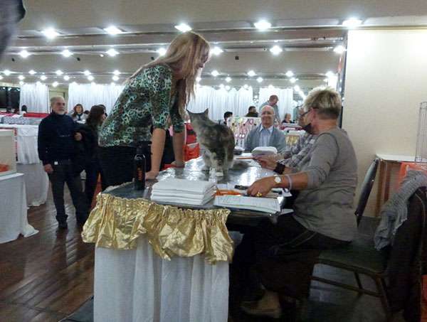 The cattery's cats at the Buenos Aires show, 2012