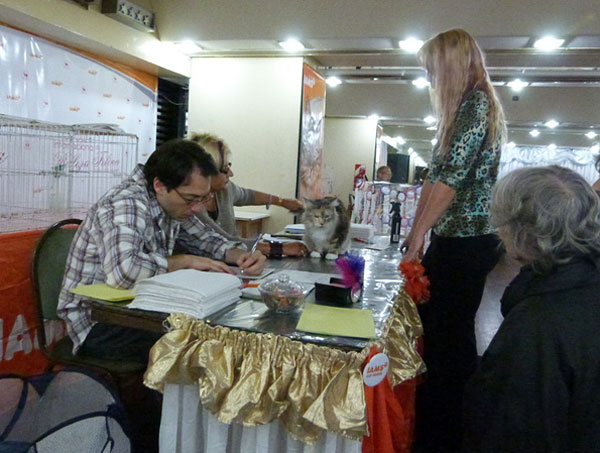 The cattery's cats at the Buenos Aires show, 2012
