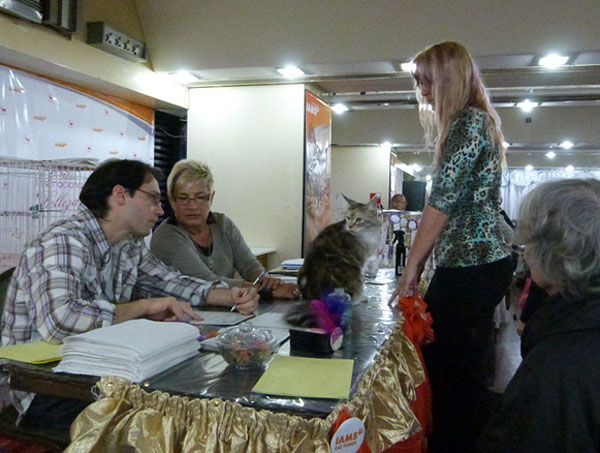 The cattery's cats at the Buenos Aires show, 2012