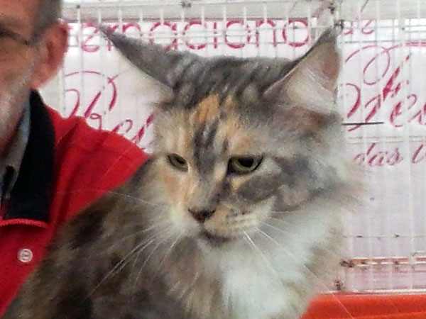 The cattery's cats at the Buenos Aires show, 2012