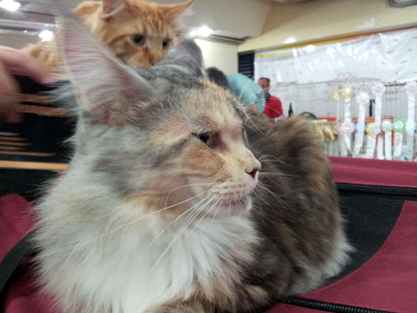 The cattery's cats at the Buenos Aires show, 2012