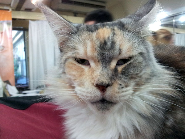 The cattery's cats at the Buenos Aires show, 2012