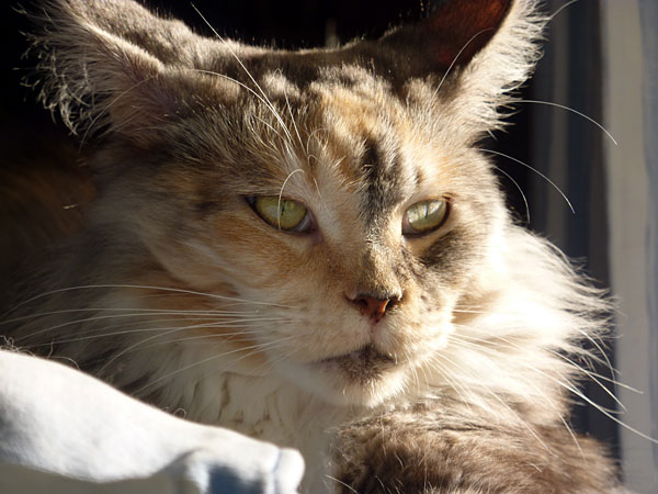 The cattery's cats at the Buenos Aires show, 2012