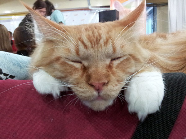 The cattery's cats at the Buenos Aires show, 2012