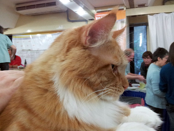 The cattery's cats at the Buenos Aires show, 2012