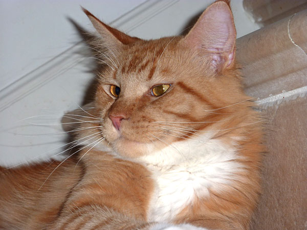 The cattery's cats at the Buenos Aires show, 2012