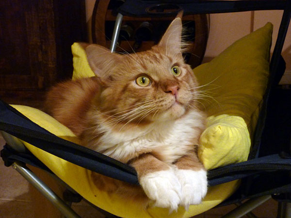 The cattery's cats at the Buenos Aires show, 2012