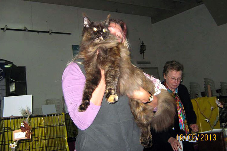 The cattery's cats at the Montevideo show, 2013