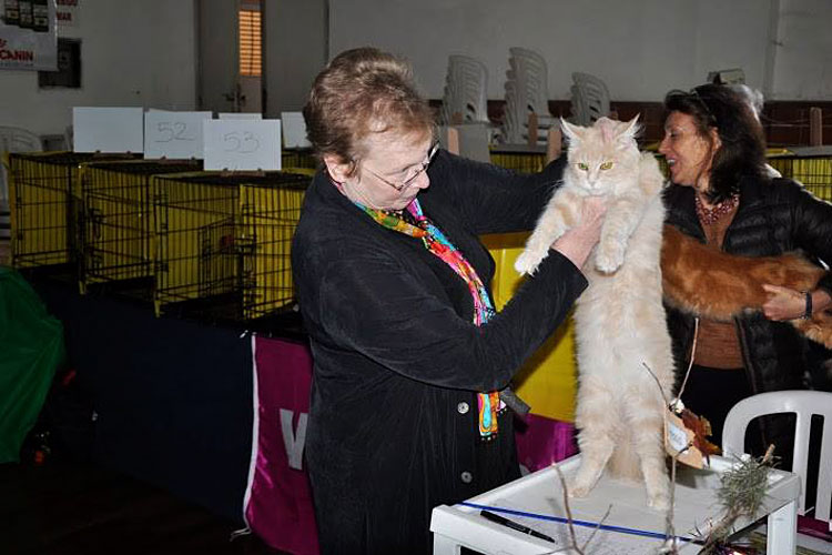 The cattery's cats at the Montevideo show, 2013