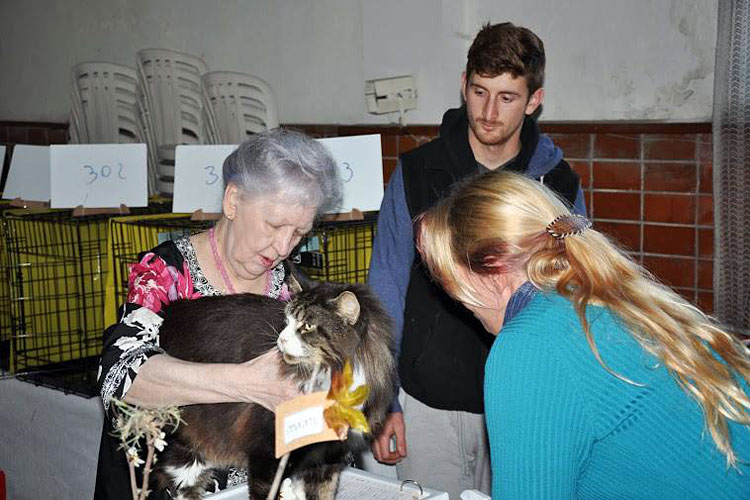 The cattery's cats at the Montevideo show, 2013