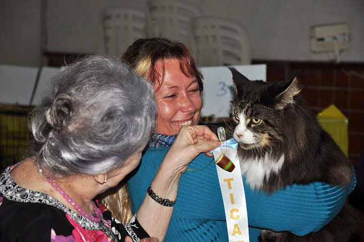 The cattery's cats at the Montevideo show, 2013