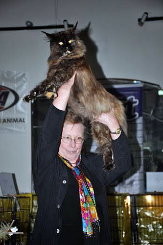 The cattery's cats at the Montevideo show, 2013