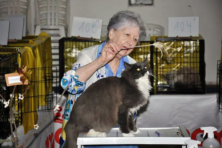 The cattery's cats at the Montevideo show, 2013