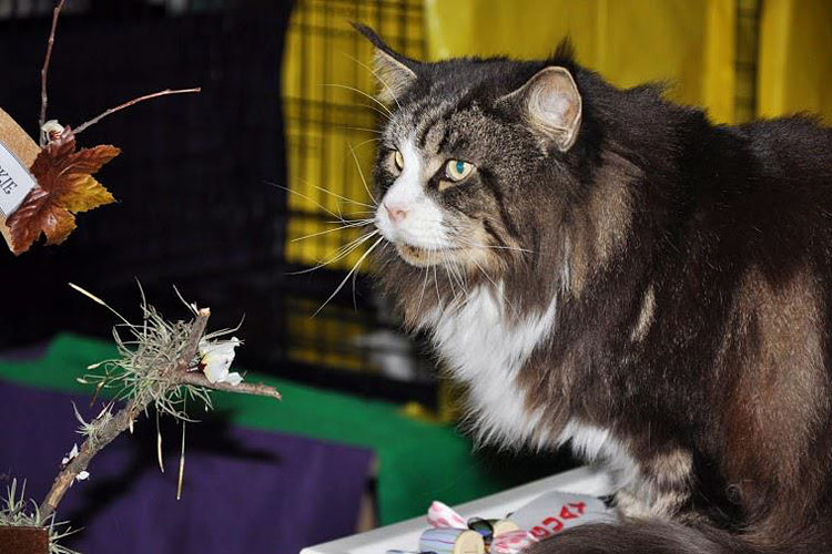The cattery's cats at the Montevideo show, 2013