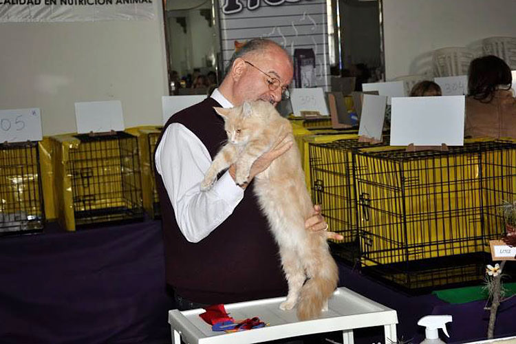 The cattery's cats at the Montevideo show, 2013