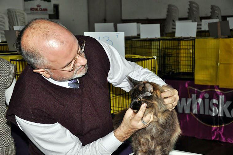 The cattery's cats at the Montevideo show, 2013