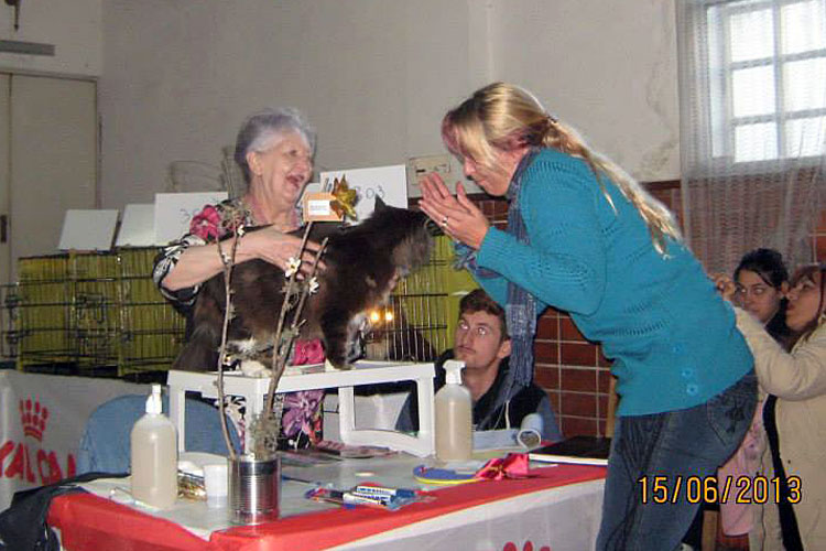 The cattery's cats at the Montevideo show, 2013