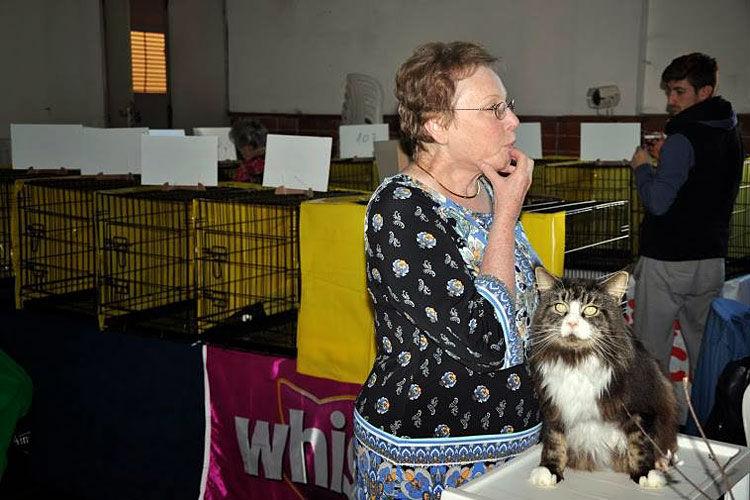 The cattery's cats at the Montevideo show, 2013