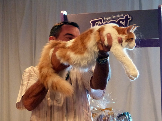 JustCoons Lux Lacey at the Montevideo show, 2014