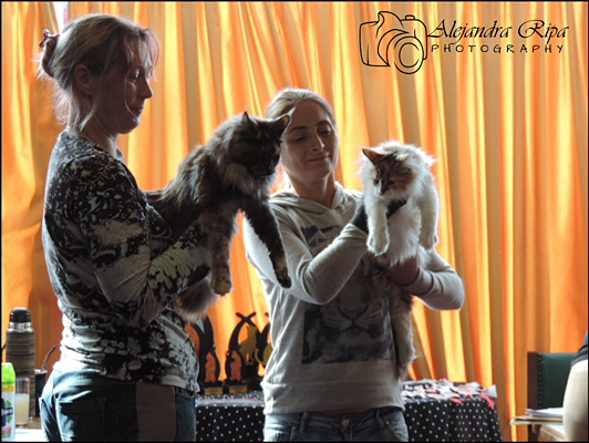 The cattery's cats at the Colonia show, 2015