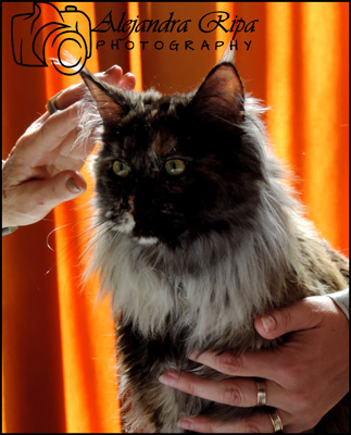 The cattery's cats at the Colonia show, 2015
