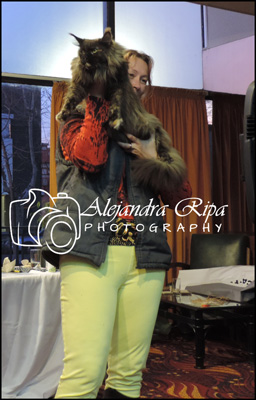 The cattery's cats at the Colonia show, 2015