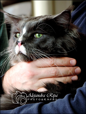 The cattery's cats at the Colonia show, 2015