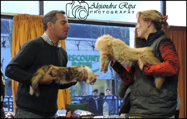 The cattery's cats at the Colonia show, 2015