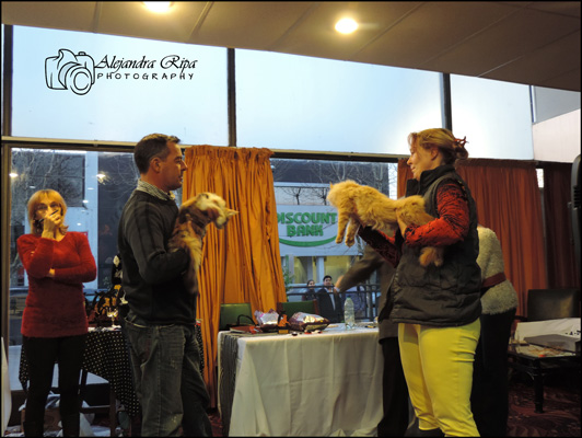 The cattery's cats at the Colonia show, 2015
