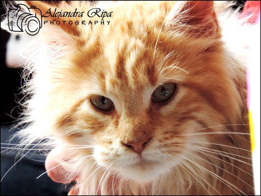 The cattery's cats at the Colonia show, 2015