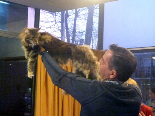 The cattery's cats at the Colonia show, 2015
