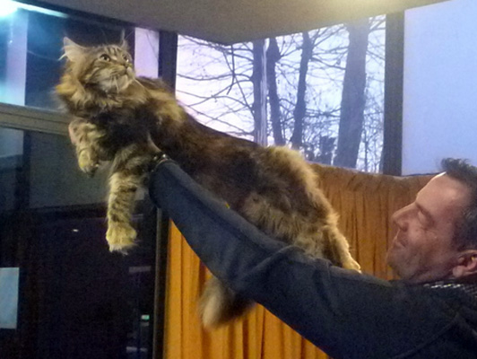 The cattery's cats at the Colonia show, 2015