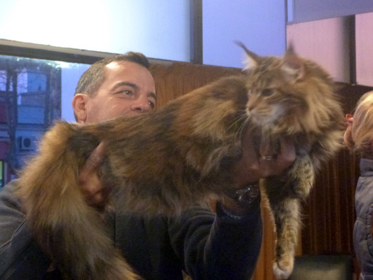The cattery's cats at the Colonia show, 2015
