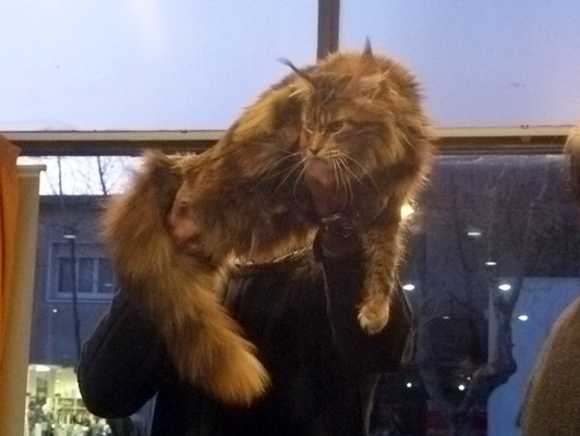 The cattery's cats at the Colonia show, 2015