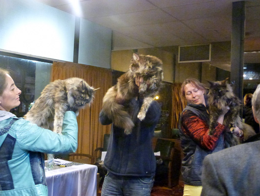 The cattery's cats at the Colonia show, 2015