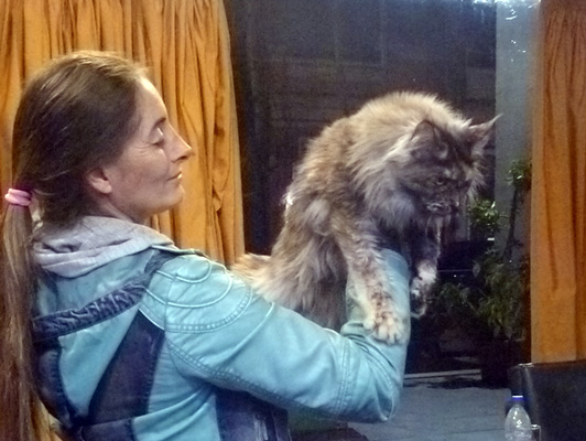 The cattery's cats at the Colonia show, 2015