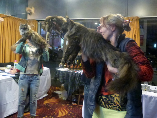 The cattery's cats at the Colonia show, 2015