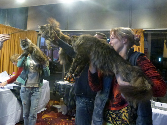 The cattery's cats at the Colonia show, 2015