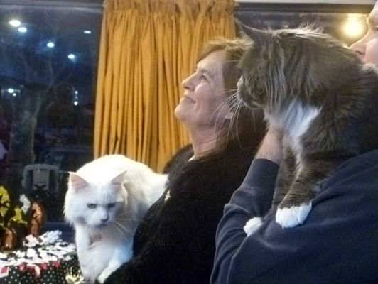 The cattery's cats at the Colonia show, 2015