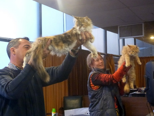 The cattery's cats at the Colonia show, 2015