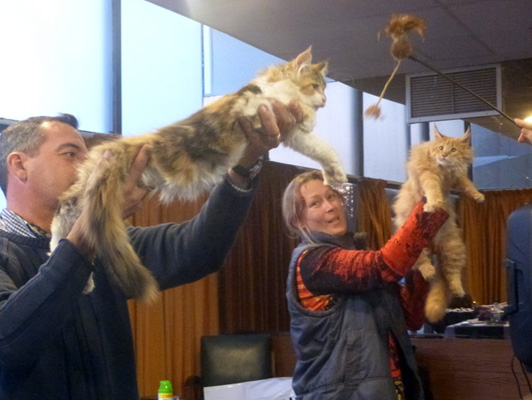The cattery's cats at the Colonia show, 2015