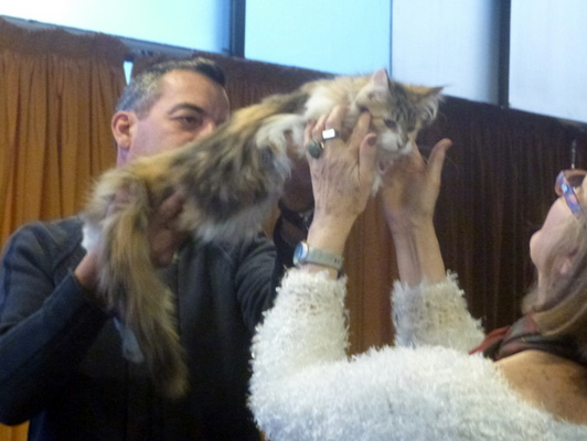 The cattery's cats at the Colonia show, 2015