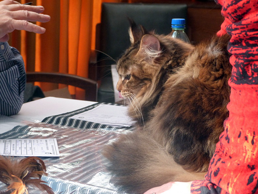 The cattery's cats at the Colonia show, 2015